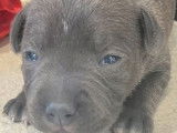 5 chiots Staffies LOF à réserver