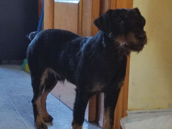 Chien noir et feu à offrir