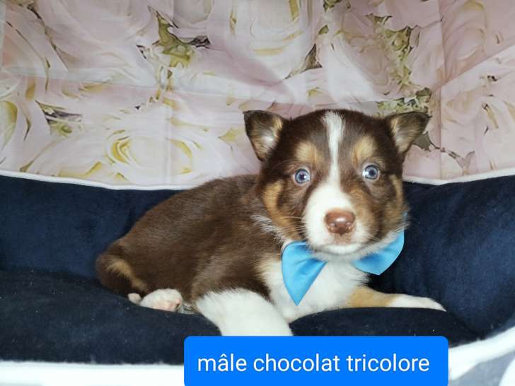 Chiots Border Collie à vendre