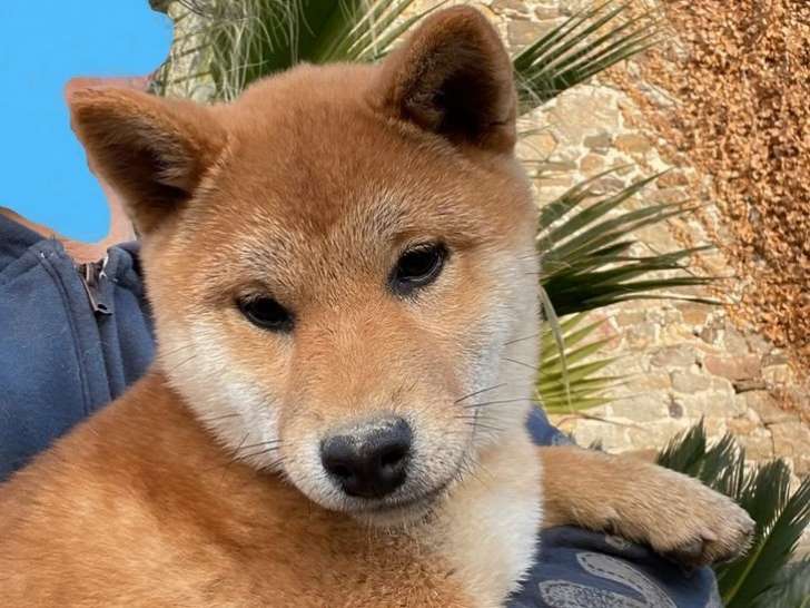 À vendre : 4 chiots Shiba Inu LOF