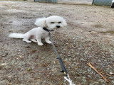 Mâle Bichon Frisé cherche femelle pour saillie