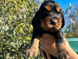 Deux chiots Cockers Anglais LOF à réserver