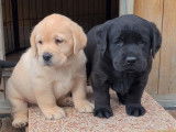 À vendre : 4 chiots Labrador Retrievers noirs LOF