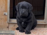 À vendre : 4 chiots Labrador Retrievers noirs LOF