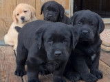 À vendre : 4 chiots Labrador Retrievers noirs LOF
