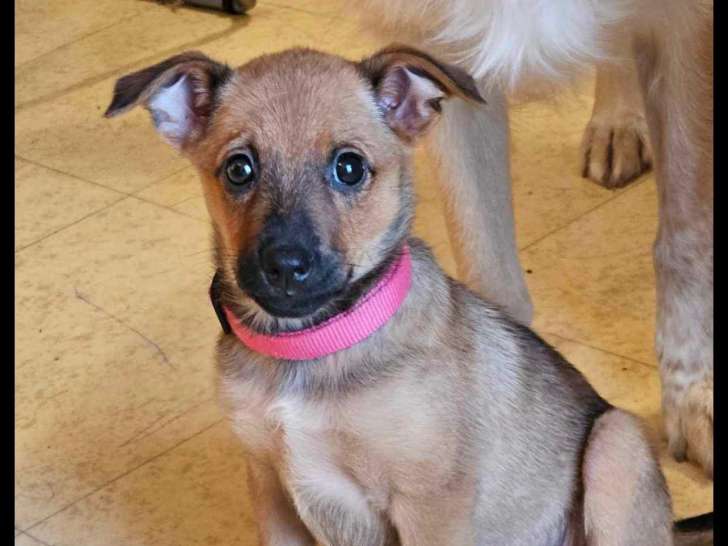 À donner : chiot femelle