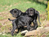 Magnifiques Chiots Cane corso noir ébène LOF