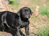 Magnifiques Chiots Cane corso noir ébène LOF