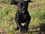 Magnifiques Chiots Cane corso noir ébène LOF