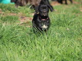 Magnifiques Chiots Cane corso noir ébène LOF