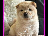 Deux chiots femelles Chow-Chow à réserver