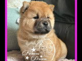 Deux chiots femelles Chow-Chow à réserver