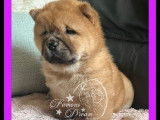 Deux chiots femelles Chow-Chow à réserver