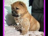 Deux chiots femelles Chow-Chow à réserver