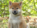Des chiots Shiba Inus LOF à vendre