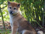 Des chiots Shiba Inus LOF à vendre