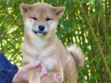 Des chiots Shiba Inus LOF à vendre
