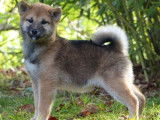 Des chiots Shiba Inus LOF à vendre