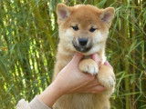 Des chiots Shiba Inus LOF à vendre
