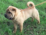 Chiot m&acirc;le Shar-Pe&iuml; fauve LOF &agrave; vendre