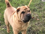 Chiot m&acirc;le Shar-Pe&iuml; fauve LOF &agrave; vendre