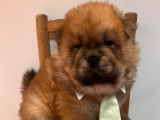 Trois chiots Chow-chow LOF &agrave; r&eacute;server