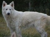 Un chien Berger Blanc Suisse de 8 ans LOF disponible à la vente