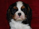 6 chiots Cavaliers King Charles LOF à réserver