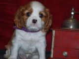 6 chiots Cavaliers King Charles LOF à réserver