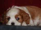 6 chiots Cavaliers King Charles LOF à réserver
