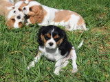 À réserver : 6 chiots Cavaliers King Charles LOF