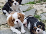 À réserver : 6 chiots Cavaliers King Charles LOF