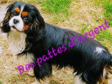 À réserver : 6 chiots Cavaliers King Charles LOF