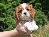 À réserver : 6 chiots Cavaliers King Charles LOF