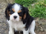 À réserver : 6 chiots Cavaliers King Charles LOF
