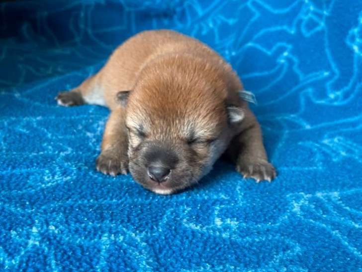 À réserver : 5 chiots Shiba Inu LOF