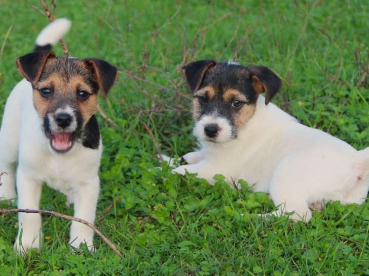 2 magnifiques chiots et 2 adultes Parson Terrier LOF à vendre