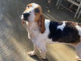 À céder, une chienne d'un an