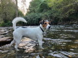 Soka, mâle Parson Russel Terrier pour saillie