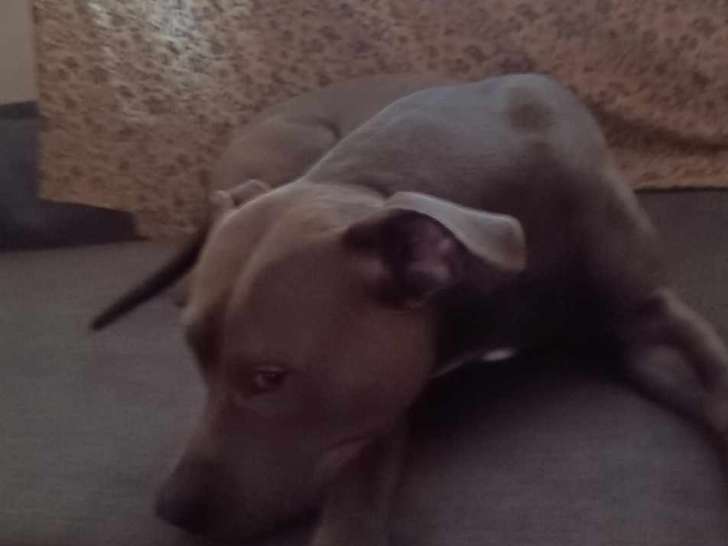 Mâle American Staffordshire Terrier à donner