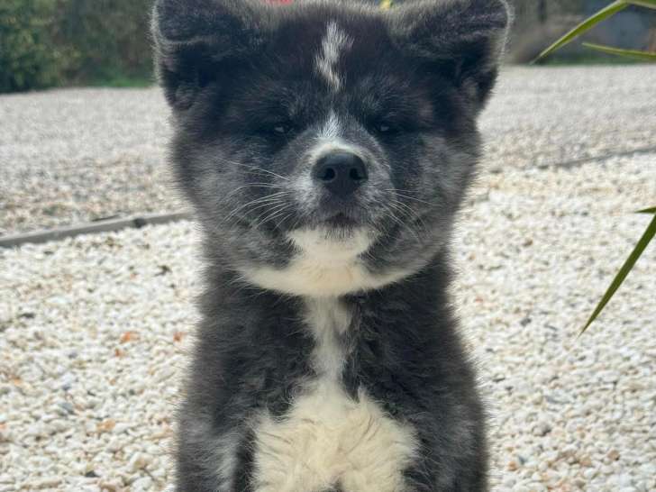 Chiots Akita Inu LOF à vendre