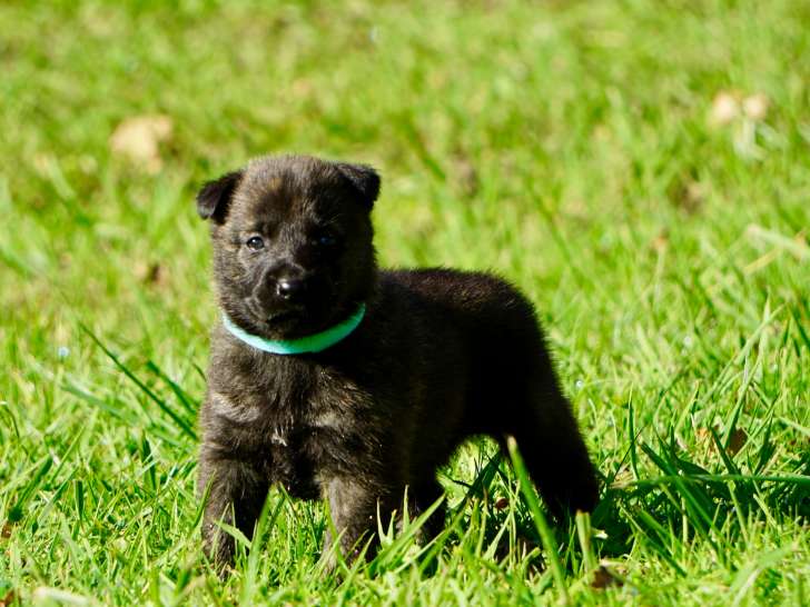 Chiots Bergers Hollandais LOF à vendre