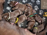 Chiots Labrador chocolat