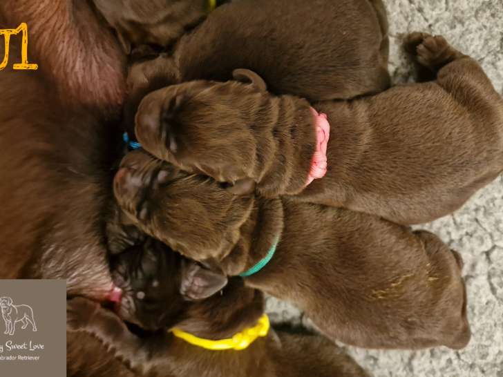 Chiots Labrador chocolat