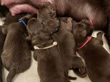 Chiots Labrador chocolat
