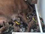 Chiots Labrador chocolat