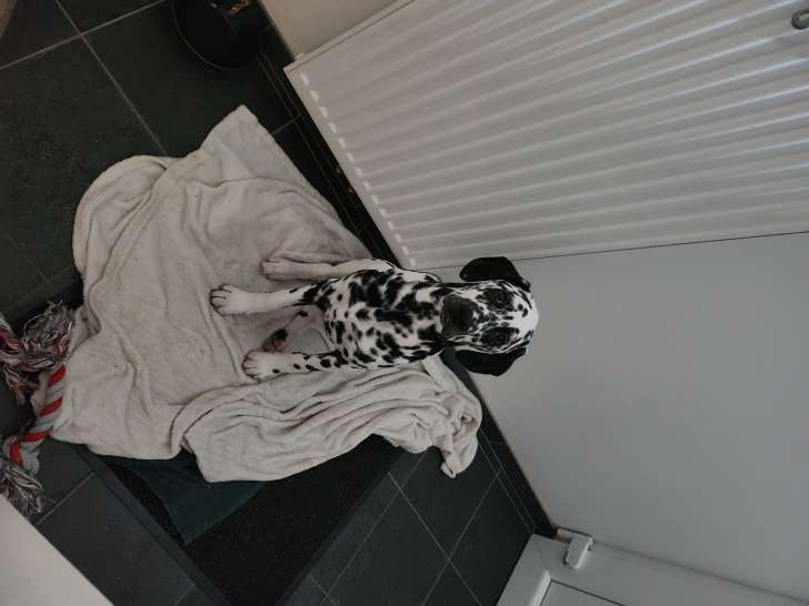 Chiot Dalmatien à vendre