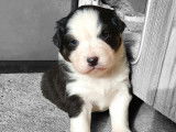 Chiots Berger Australien LOF à vendre