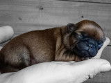 Chiots Petit Brabançon à vendre