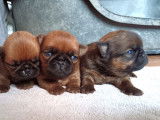 Chiots Petit Brabançon à vendre